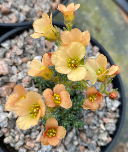 Saxifraga 'Christian Huygen'